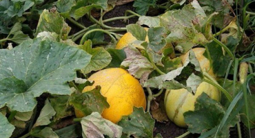 Čím jsou melouny nemocné a jak se vypořádat s jeho škůdci?